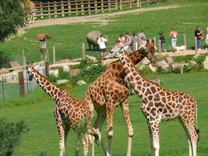 Girafes-parc-Cerza.jpg