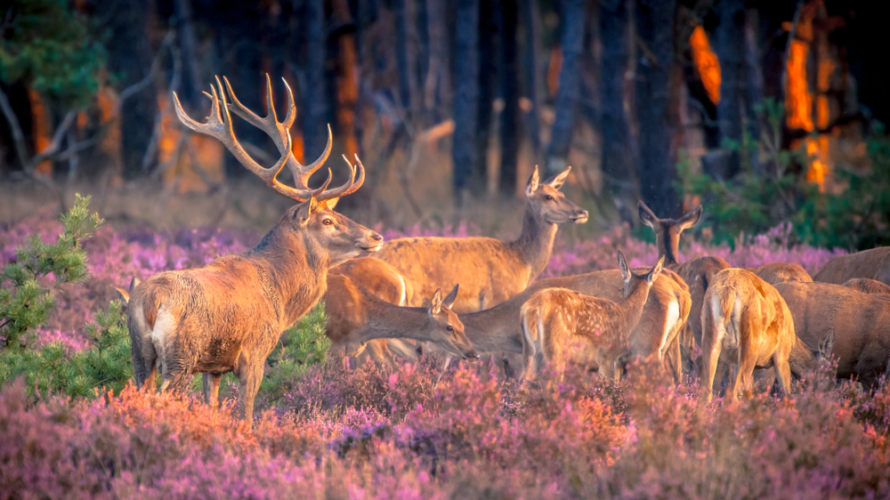 Hoge-Veluwe-National-Park-red-deers.jpg