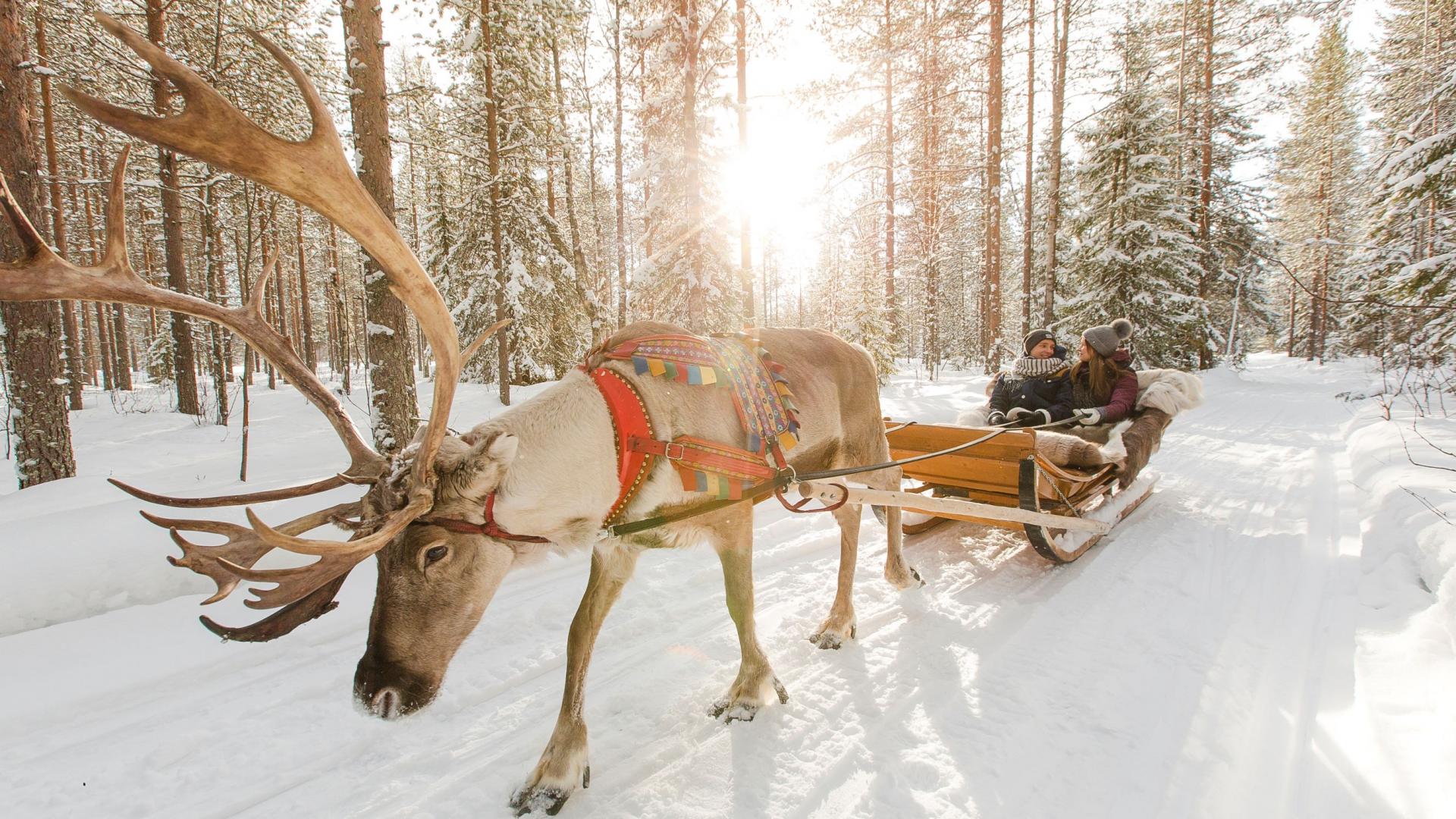 1732105905655924.jpg Reindeer-Farm-Visit-Short-Sled-Ride.jpg