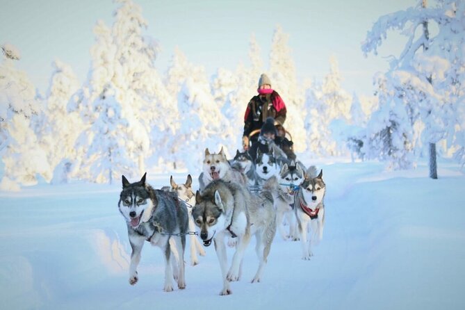Tripadvisor | 7公里自驾哈士奇雪橇探险在罗瓦涅米| 芬兰